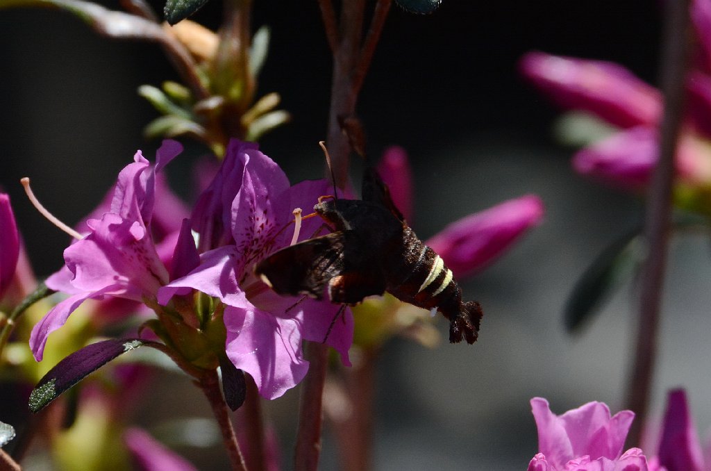 042 2016-03285531 Stanford, NC.JPG - Nessus Sphinx Moth (Amphion floridensis). Big Bloomers Flower Farm, Sanford, NC, 3-28-2016